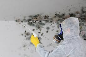 Reliable Penngrove, CA Mold Removal Solutions